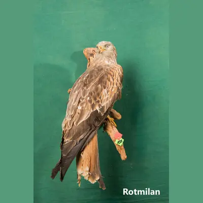 Präparat: Rotmilan