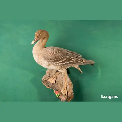 Präparat: Saatgans