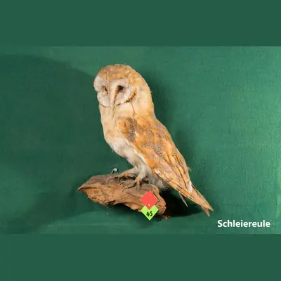 Präparat: Schleiereule