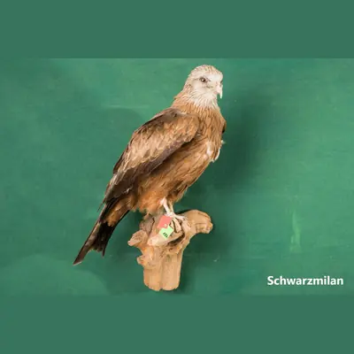 Präparat: Schwarzmilan