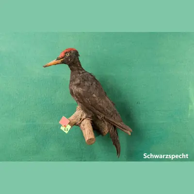 Präparat: Schwarzspecht