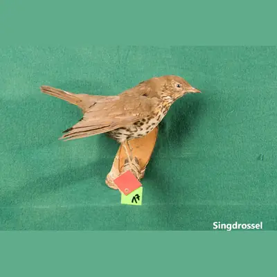 Präparat: Singdrossel