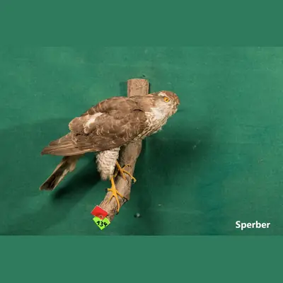 Präparat: Sperber