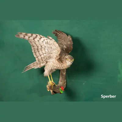 Präparat: Sperber