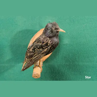 Präparat: Star