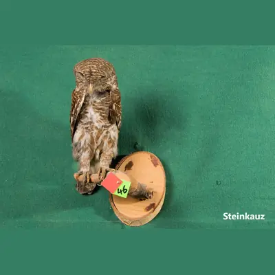 Präparat: Steinkauz