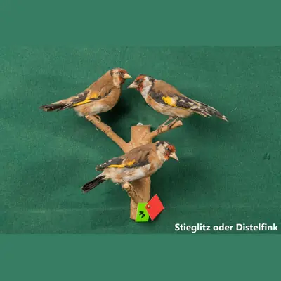 Präparat: Stieglitz oder Distelfink