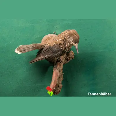 Präparat: Tannenhäher