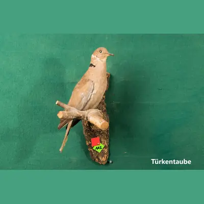 Präparat: Türkentaube