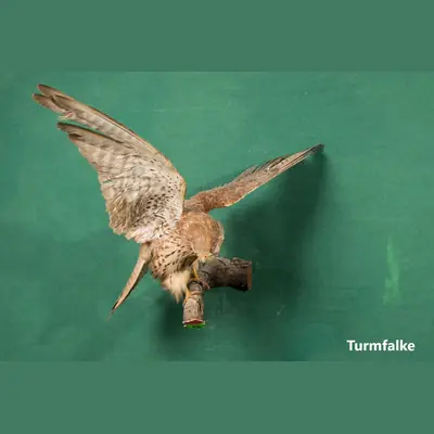Präparat: Turmfalke