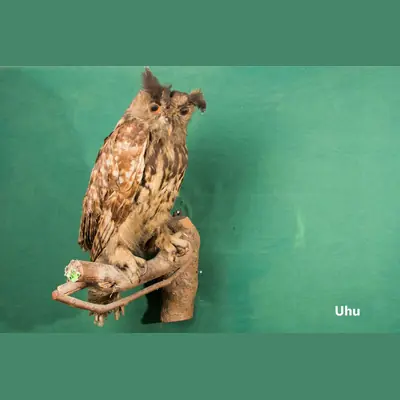 Präparat: Uhu