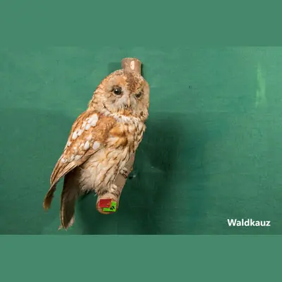 Präparat: Waldkauz