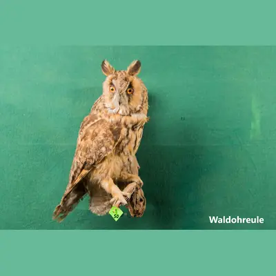 Präparat: Waldohreule