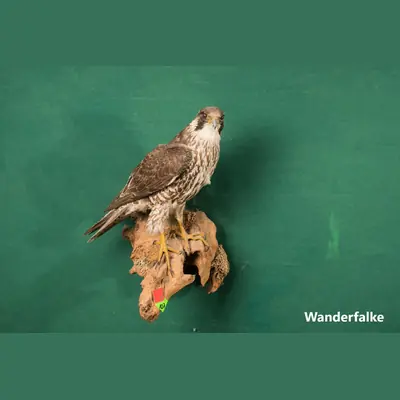 Präparat: Wanderfalke