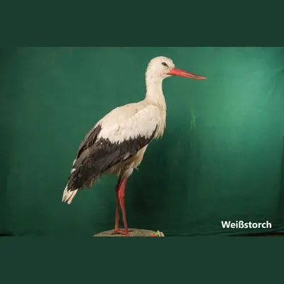 Präparat: Weißstorch