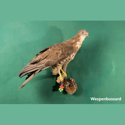 Präparat: Wespenbussard