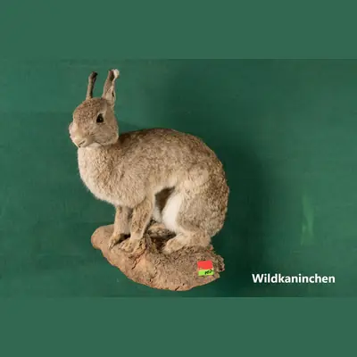 Präparat: Wildkaninchen