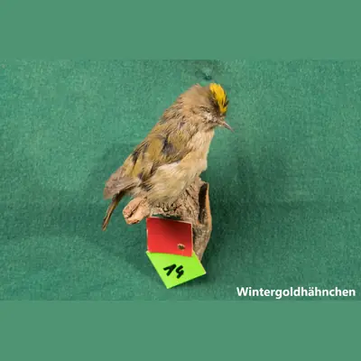 Präparat: Wintergoldhähnchen