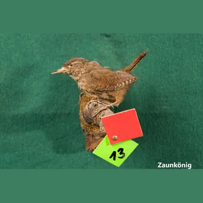 Präparat: Zaunkönig