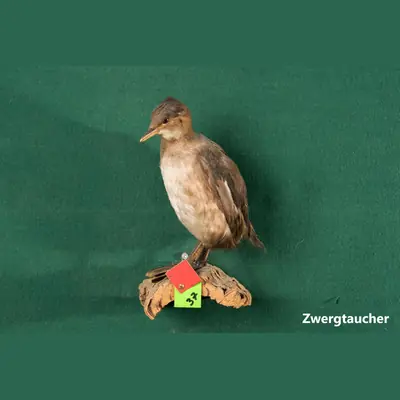 Präparat: Zwergtaucher