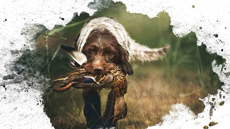 Jagdhund bringt eine Ente
