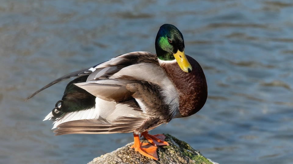 Erpel der Stockente steht auf einem Stein am Wasser