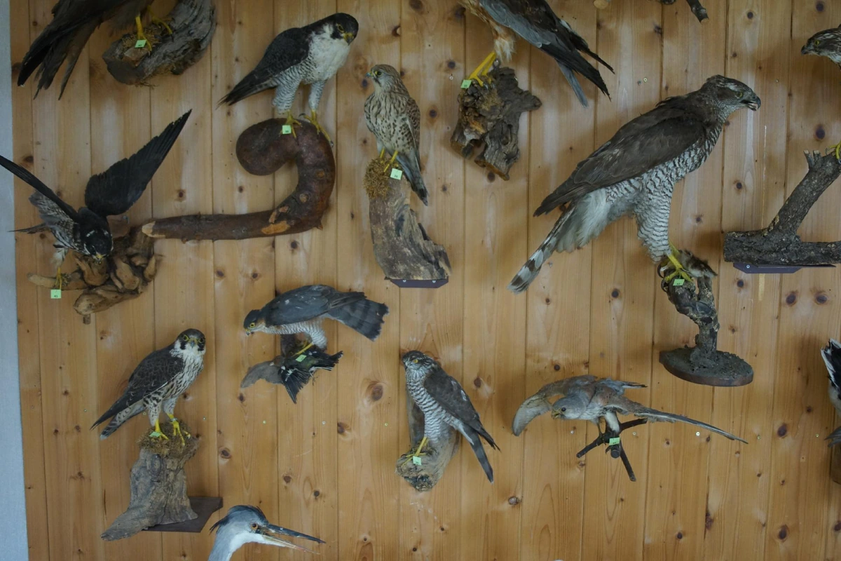 Präparierte Greifvögel und Wasservögel an der Präparatewand der Jagdschule Abt