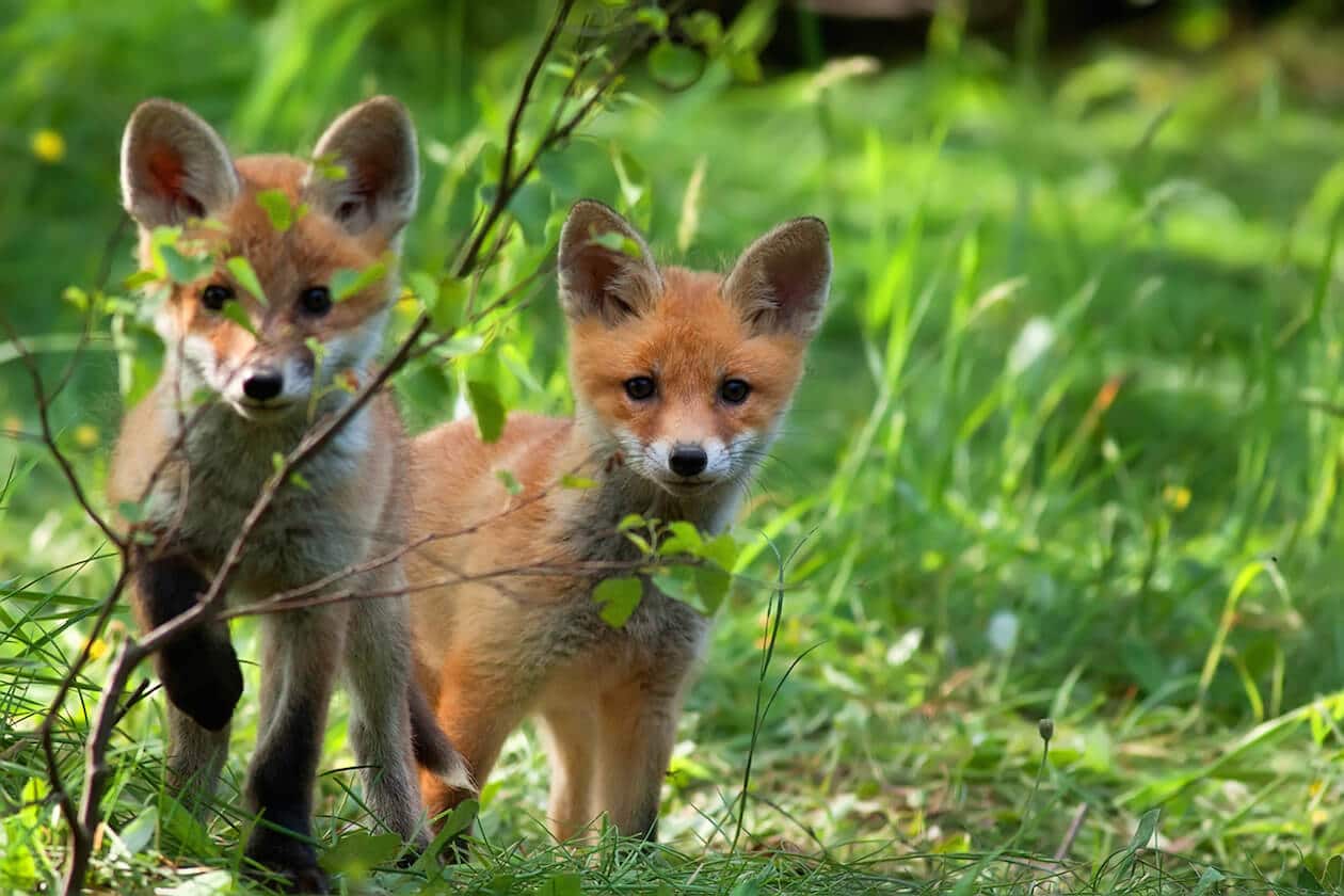 Fuechse im Wald