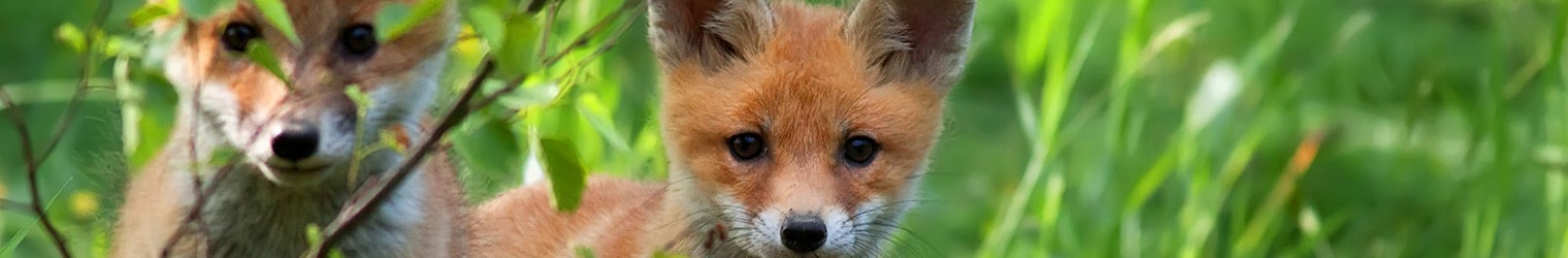 Jagdschein Blockkurs