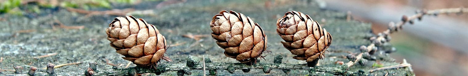 Jagdschein Wochendendkurs