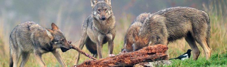 Wölfe reissen Schafe