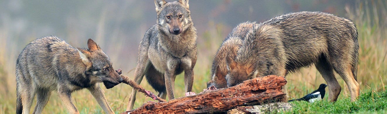 Wölfe reissen Schafe