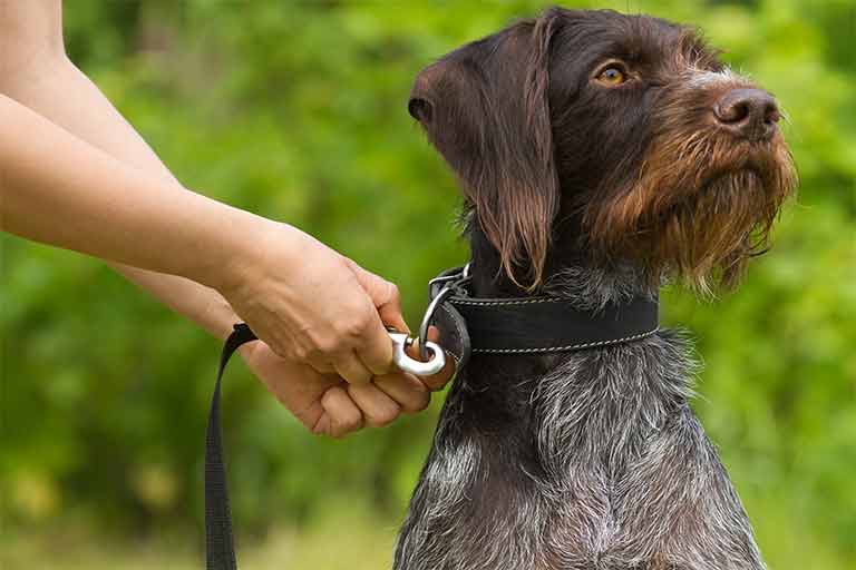 Brauchbaren-Jagdhund-kaufen