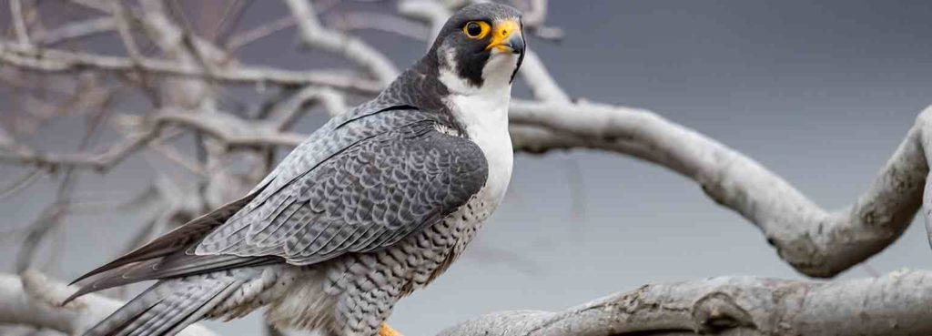 Jagdscheinkurs-fuer-Falkner-Kursmodell