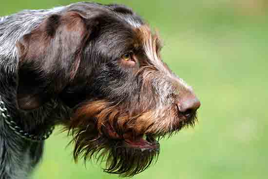 Jagdhunde