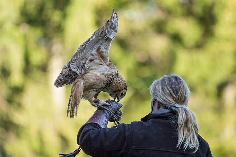BEIZVOGEL