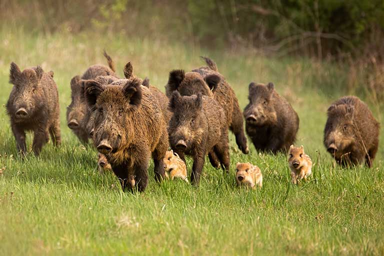 Trichinen-beim-Schwarzwild