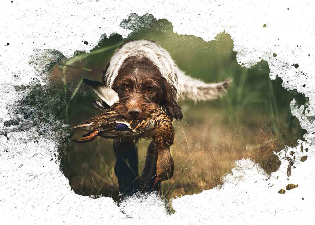 Jagdhund-bringt-Ente