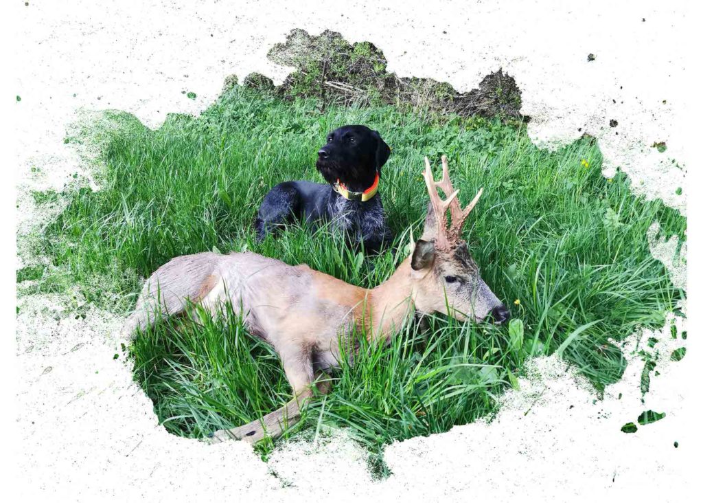 Jagdschein-Blockkurs-Jagdhund-neben-erlegtem-Rehbock