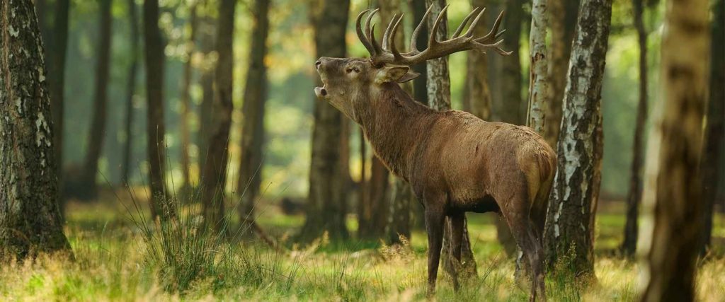 Vorbereitungskurs Jaegerpruefung