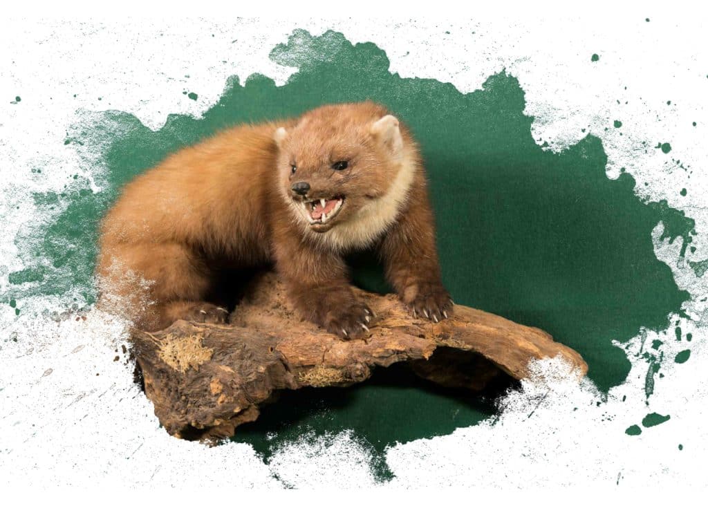 Baummarder