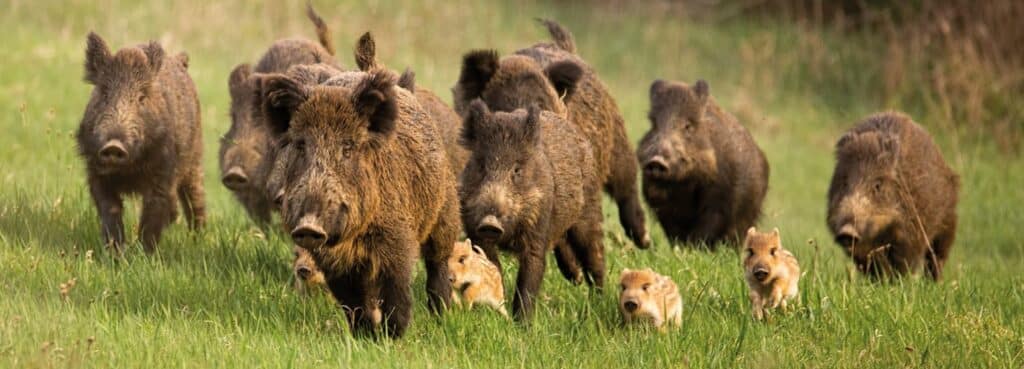 Jagdscheinkurs-fuer-Schueler-bei-Jagdschule-Abt