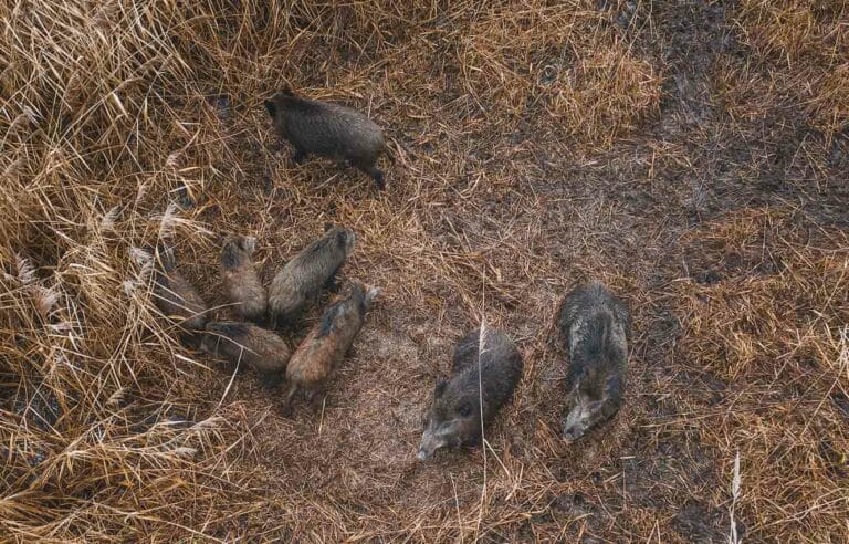 Wildschweinjagd-mit-Drohne
