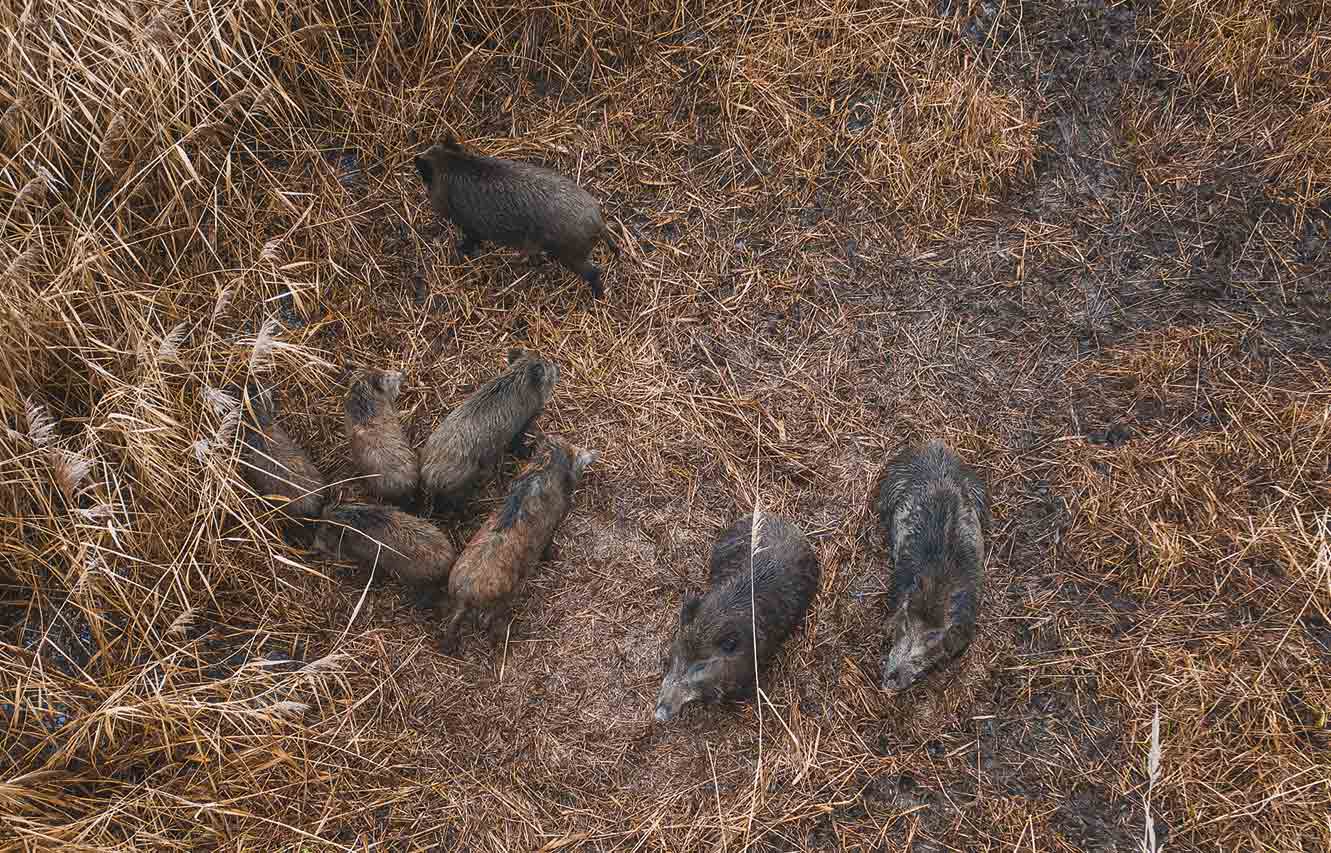 Wildschweinjagd-mit-Drohne