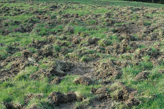 Wildschaden-durch-Schwarzwild