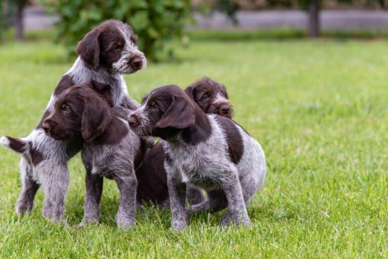 Welpenkurs-Jagdhund-1